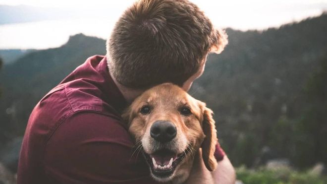 El parvovirus, la enfermedad con un 50% de mortalidad en los perros El parvovirus, la enfermedad con un 50% de mortalidad en los perros