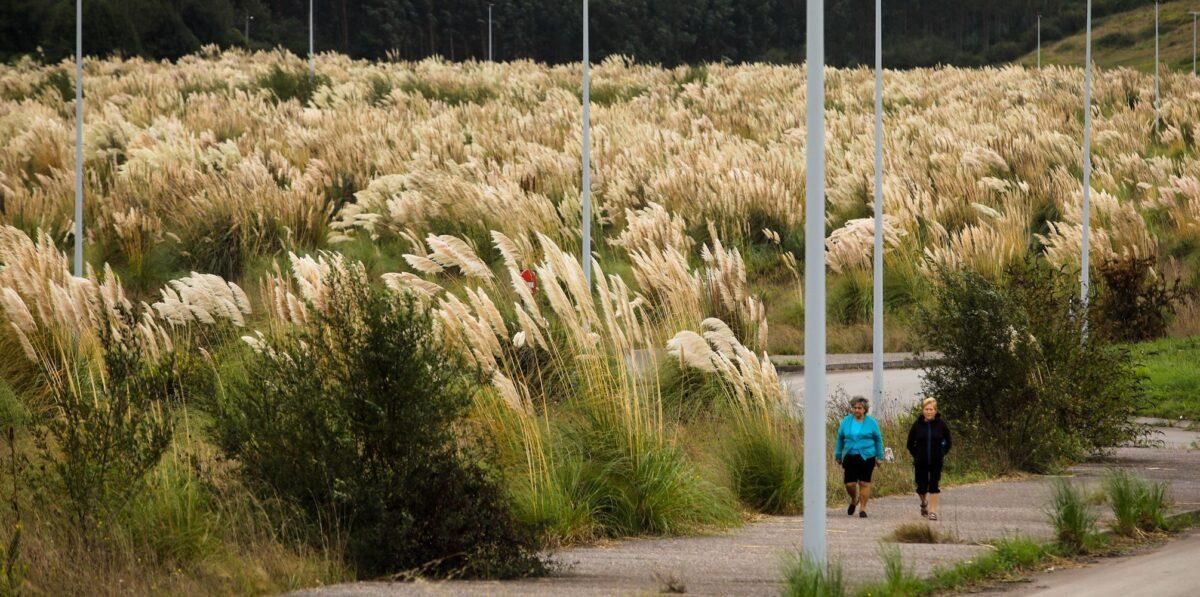 ¿Cómo frenar el plumero de la Pampa que invade España? ¿Cómo frenar el plumero de la Pampa que invade España?