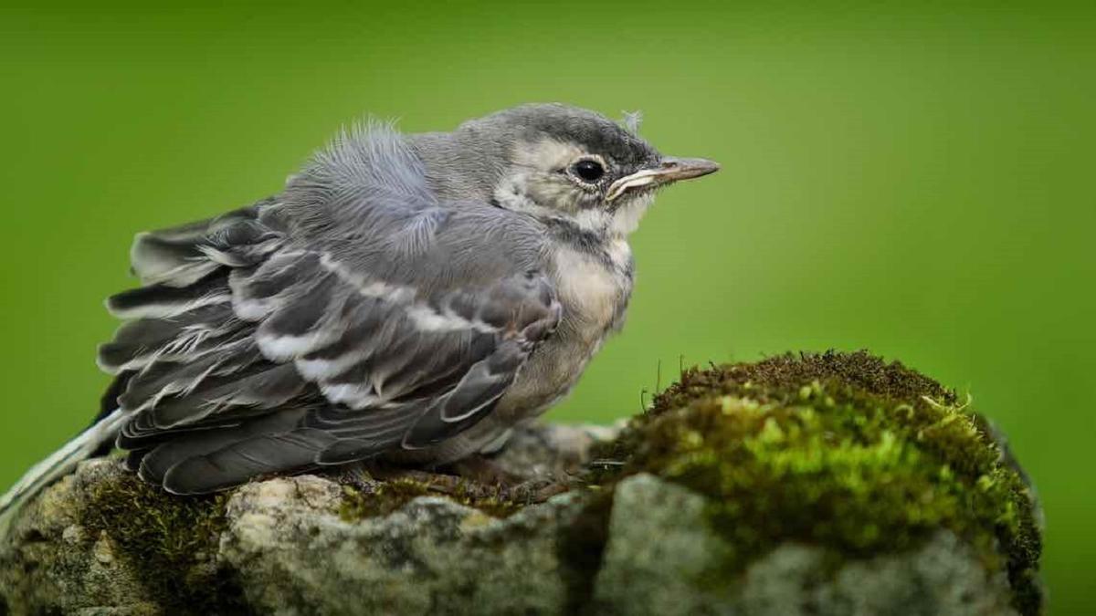¿Qué hacer si encontramos un pollito caído en el suelo? ¿Qué hacer si encontramos un pollito caído en el suelo?