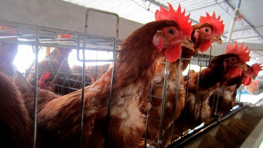 Gripe aviar H10N3: origen, síntomas y más sobre esta nueva amenaza sanitaria
