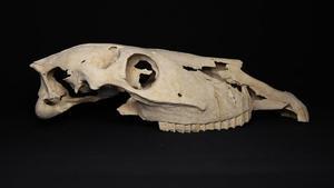 Uno de los cráneos hallados en Villena.