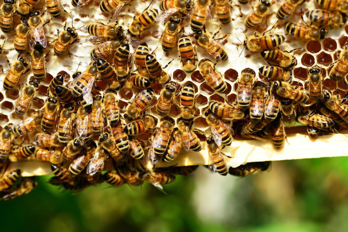 Vacunas para abejas, el primer gran paso para mitigar su declive