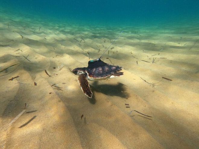 La proeza de la pequeña tortuga ‘Argonauta’ desde Murcia hasta Grecia La proeza de la pequeña tortuga ‘Argonauta’ desde Murcia hasta Grecia