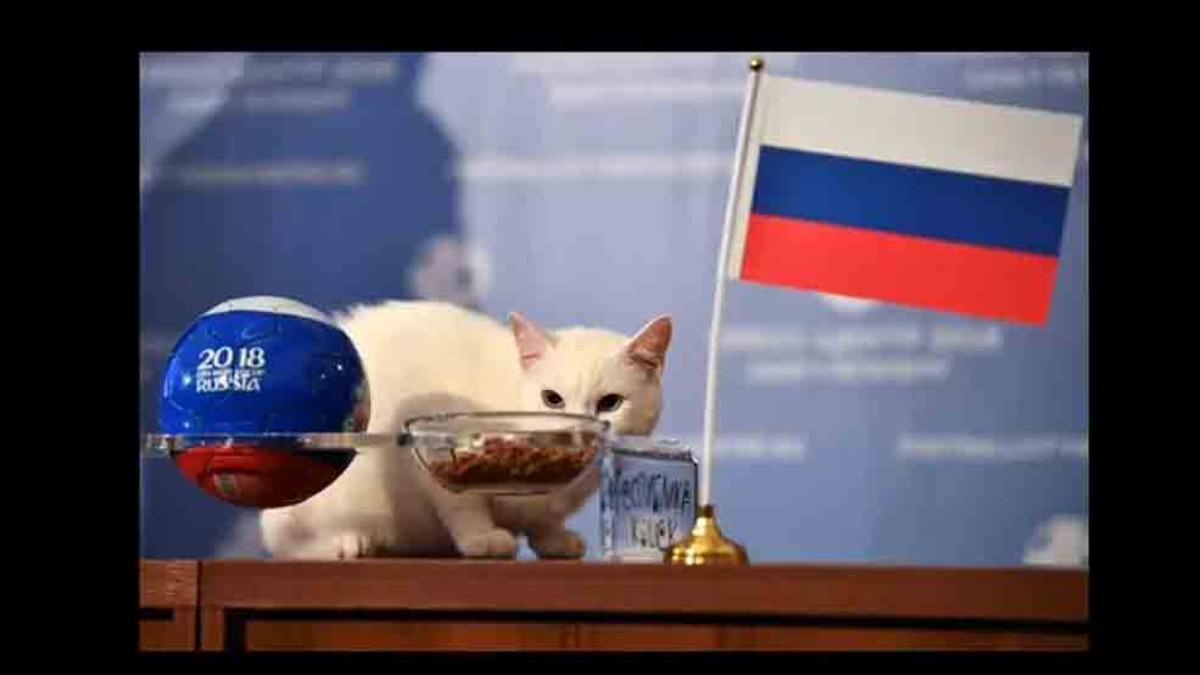 gato sordo Aquiles predice el primer del Mundial