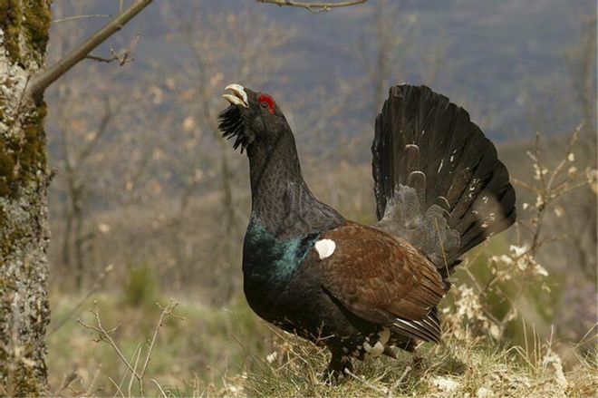 ¿Cuáles son las especies en peligro de extinción en España y Europa? ¿Cuáles son las especies en peligro de extinción en España y Europa?