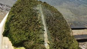 Alga invasora que recubre el casco de una pequeña embarcación en Formentera