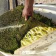 Alga invasora que recubre el casco de una pequeña embarcación en Formentera