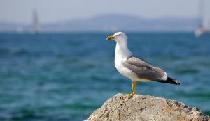 Un hombre muerde a una gaviota que le intentó robar su comida de McDonalds Un hombre muerde a una gaviota que le intentó robar su comida de McDonalds