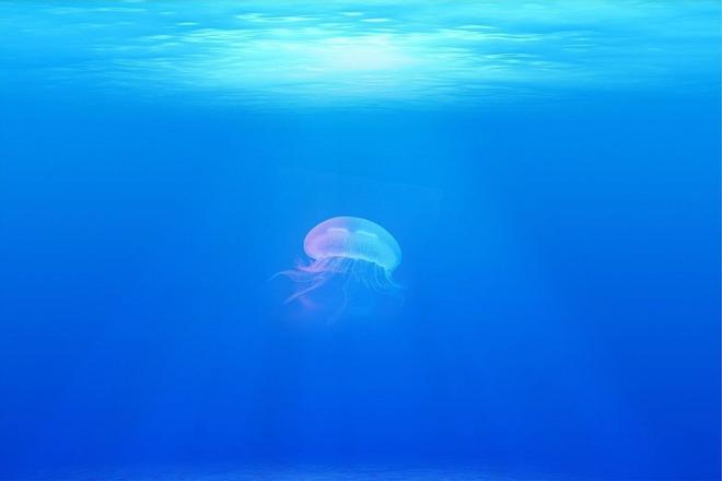 Picaduras de medusa: Qué hacer y cómo actuar en el mar para prevenirlas
