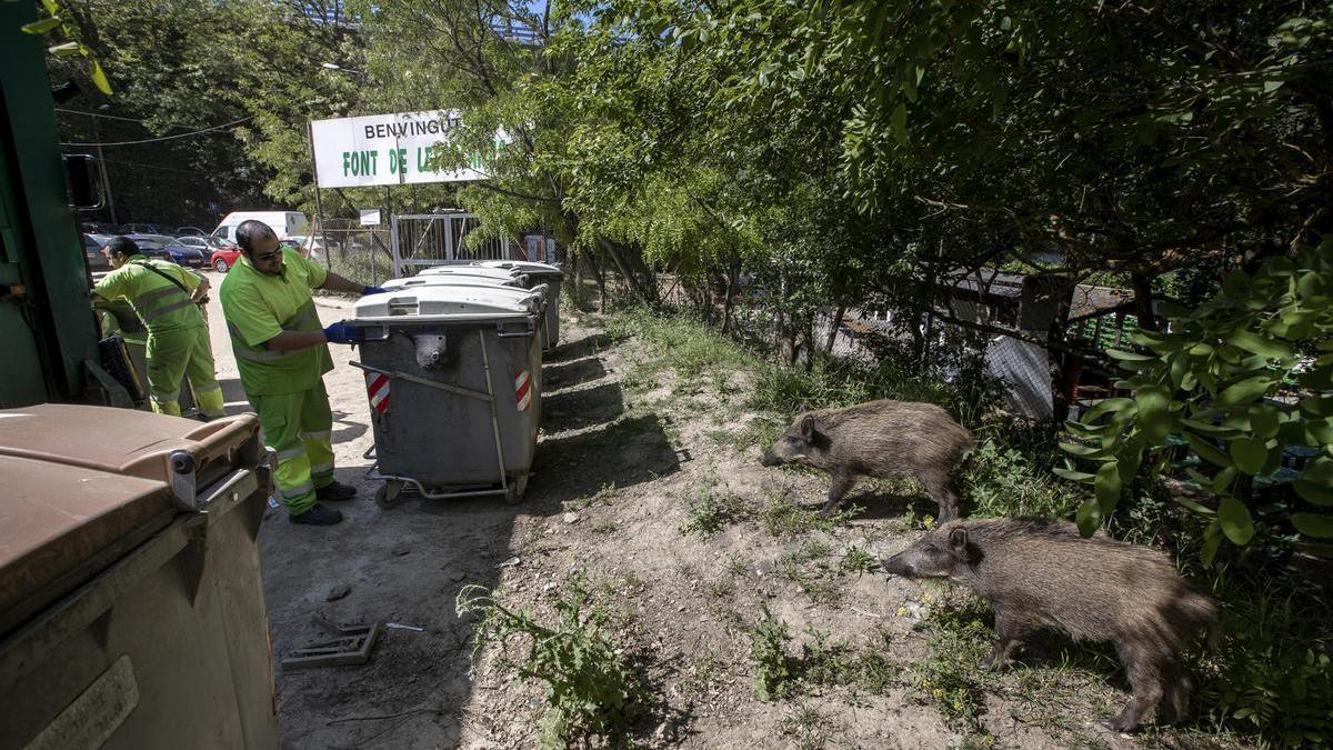 «Nunca hubo tantos jabalís como ahora».  Varias comunidades flexibilizan su captura por la tuberculosis