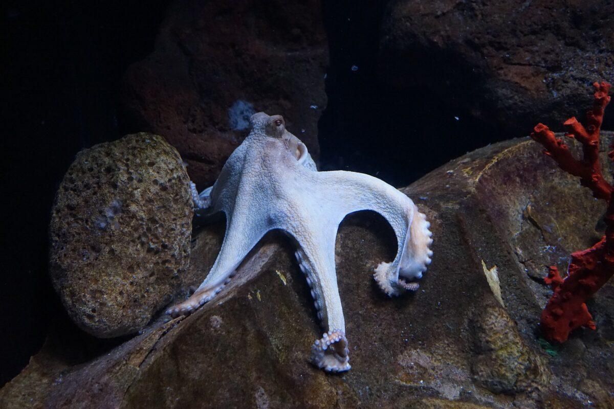 Piden que cese la cría industrial del pulpo en España por «cruel e insostenible» Piden que cese la cría industrial del pulpo en España por «cruel e insostenible»