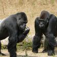 Los gorilas emiten un sonido para comunicarse solo con los humanos