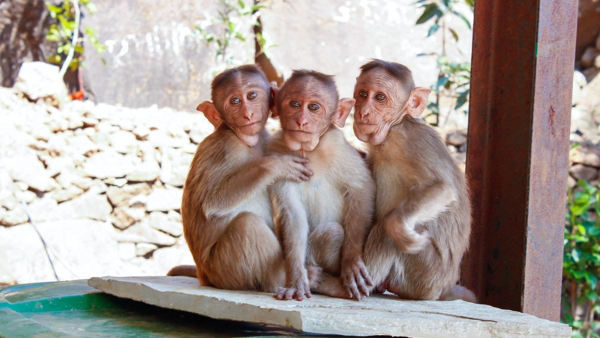 Todo el tiempo mezcla Derritiendo Unos monos asesinos siembran el caos en Japón intentando robar bebés humanos