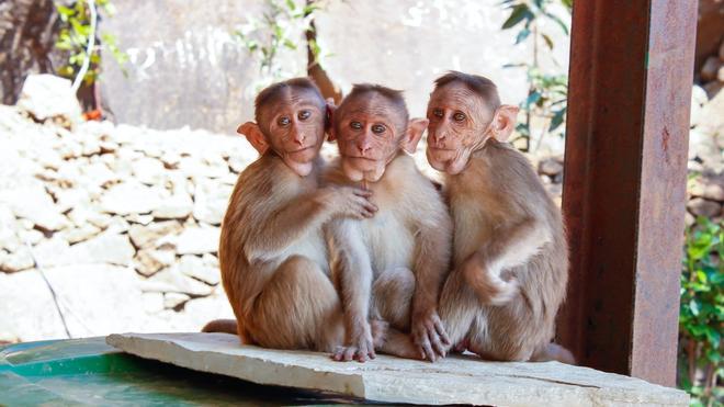 Unos monos asesinos siembran el caos en Japón intentando robar bebés humanos