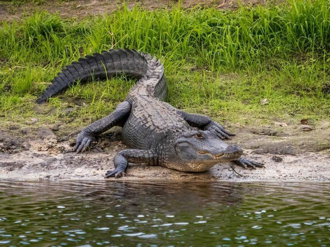 Herida una niña de 13 años por un ataque de un caimán en Florida
