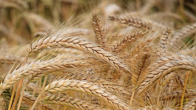 La BBC acusa a Rusia de robar los cultivos y semillas a los agricultores ucranianos