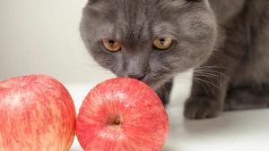¿Realmente es seguro alimentar a nuestro gato con una dieta vegetariana?