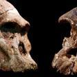 Cráneos de Australopithecus recuperados de las cuevas de Sterkfontein