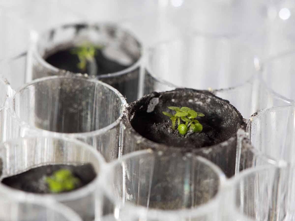 Plantas cultivadas con tierra de la Luna Plantas cultivadas con tierra de la Luna