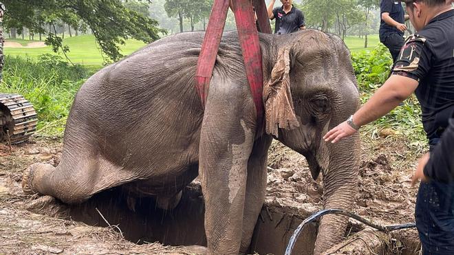 Vídeo | Agónico rescate a una madre elefante y su cría en Tailandia