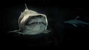 El gran tiburón blanco pudo contribuir a la extinción del megalodón