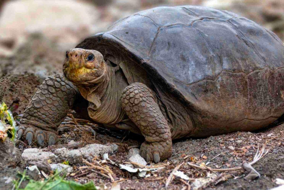 Descubren una tortuga gigante que se creía extinta desde hace un siglo