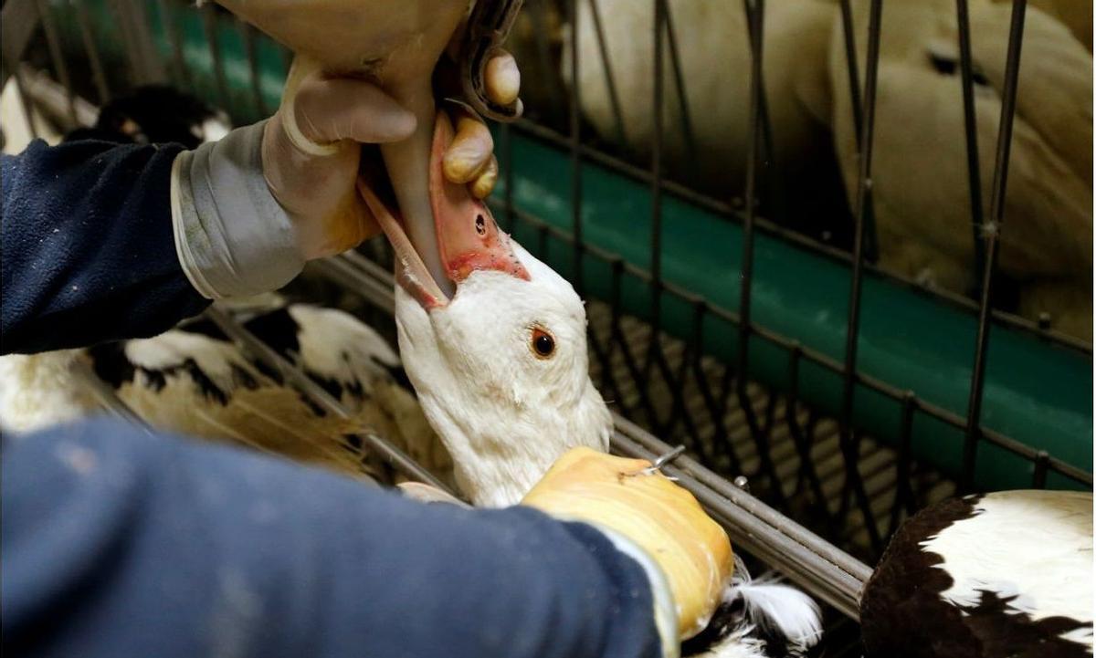 Piden la prohibición del foie gras en España por ser una tortura para los animales