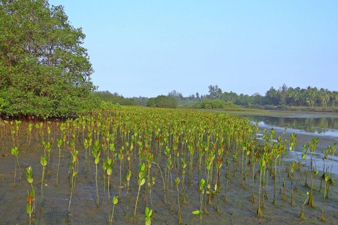 Arranca el ‘Decenio de la Restauración de Ecosistemas’ en el mundo Arranca el ‘Decenio de la Restauración de Ecosistemas’ en el mundo