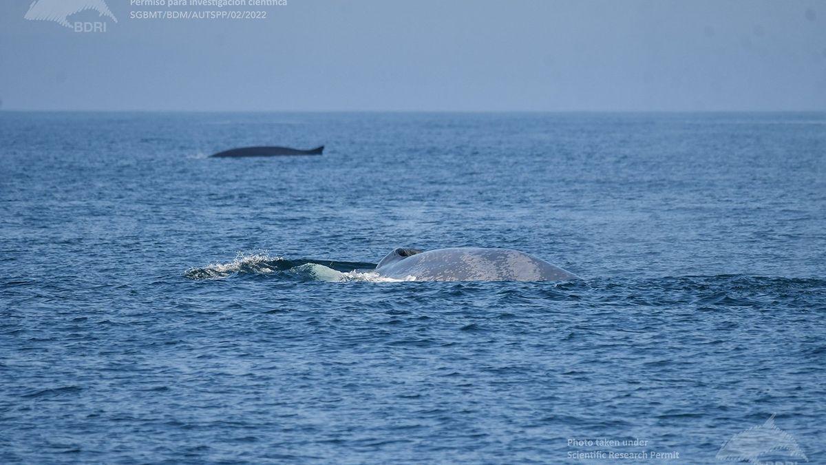 La ballena azul localizada ayer, junto a 35 rorcuales comunes y dos aliblancos, cientos de delfines comunes, algunos mulares (arroaces) y marsopas.