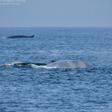 La ballena azul localizada ayer, junto a 35 rorcuales comunes y dos aliblancos, cientos de delfines comunes, algunos mulares (arroaces) y marsopas.