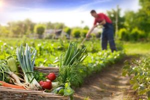 España se consolida como líder europeo en agricultura ecológica España se consolida como líder europeo en agricultura ecológica