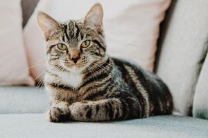 Los gatos aumentan la empatía en los niños con autismo Los gatos aumentan la empatía en los niños con autismo